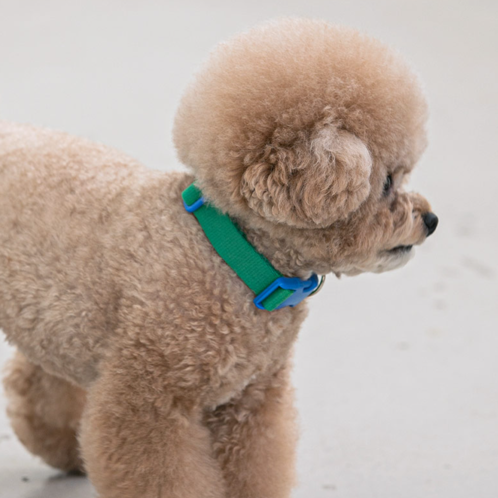 Candy Crayon Collar Green The Tail Story