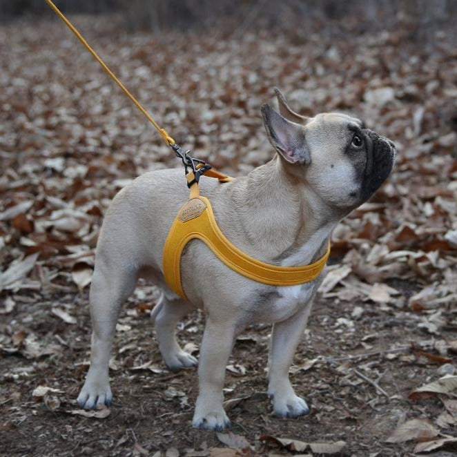 French Bulldog harness white