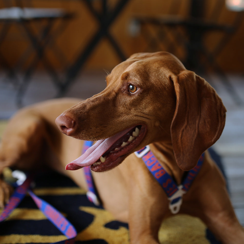 Trip Harness Blue