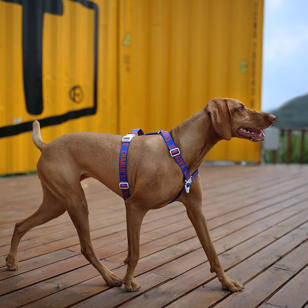 Trip Harness Blue The Tail Story