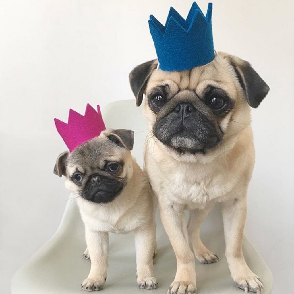 Dog outlet crown hat