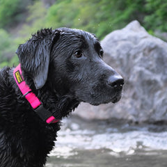 DeWater Waterproof Collar Pink