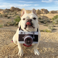 Globetrotter Dog Toy - Lens Licker Camera
