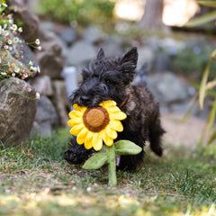 Blooming Buddies Dog Toy - Sassy Sunflower