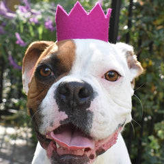 Party Beast Dog Crown Purple