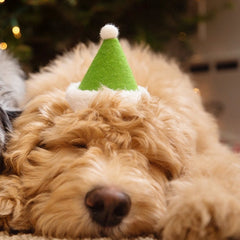 Holiday Dog Hat Elf