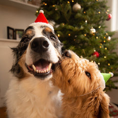 Holiday Dog Hat Elf