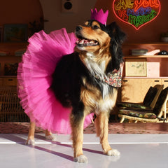Party Beast Dog Crown Pink