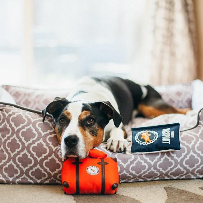 Puppy toy pack online